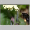 Anthophora plumipes oder retusa - Pelzbiene w01a 12mm.jpg